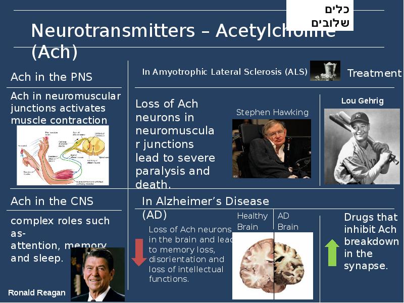 Neurotransmitters – Acetylcholine (Ach) Neurotransmitters – Acetylcholine (Ach)