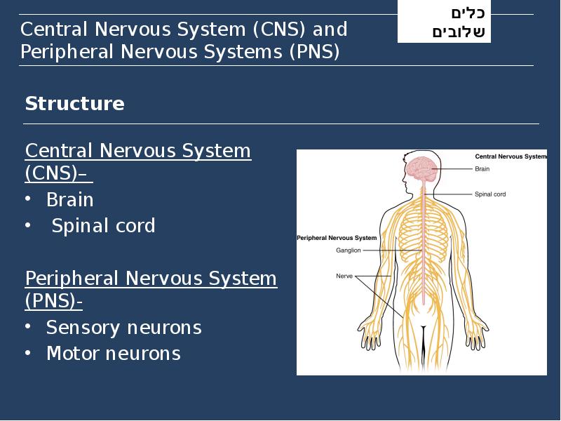 Central Nervous System (CNS) and Peripheral Nervous Systems (PNS)
Structure Central Nervous System (CNS) and Peripheral Nervous Systems (PNS)
Structure