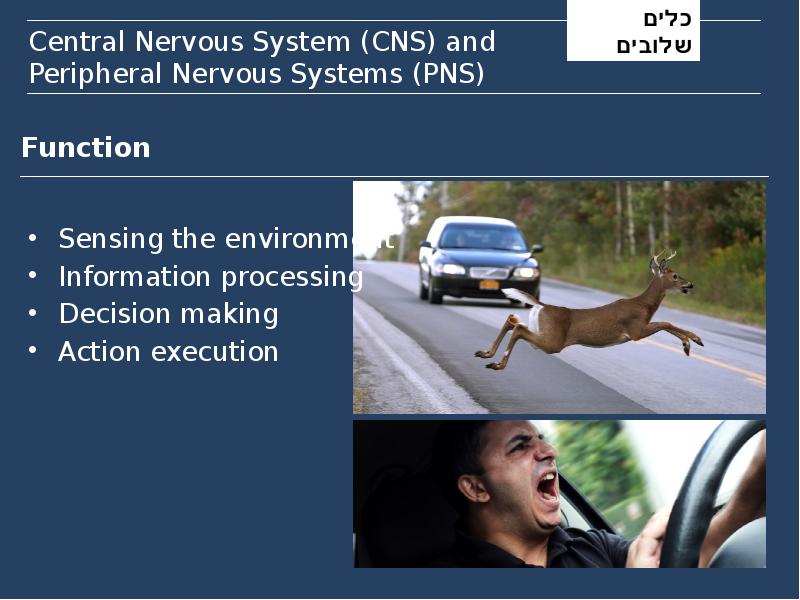 Central Nervous System (CNS) and Peripheral Nervous Systems (PNS) Central Nervous System (CNS) and Peripheral Nervous Systems (PNS)