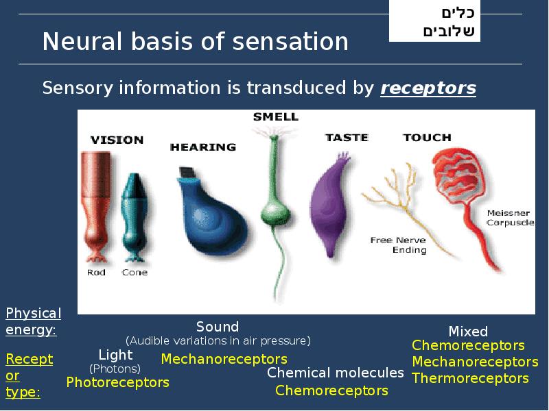 Neural basis of sensation
Sensory information is transduced by receptors Neural basis of sensation
Sensory information is transduced by receptors
