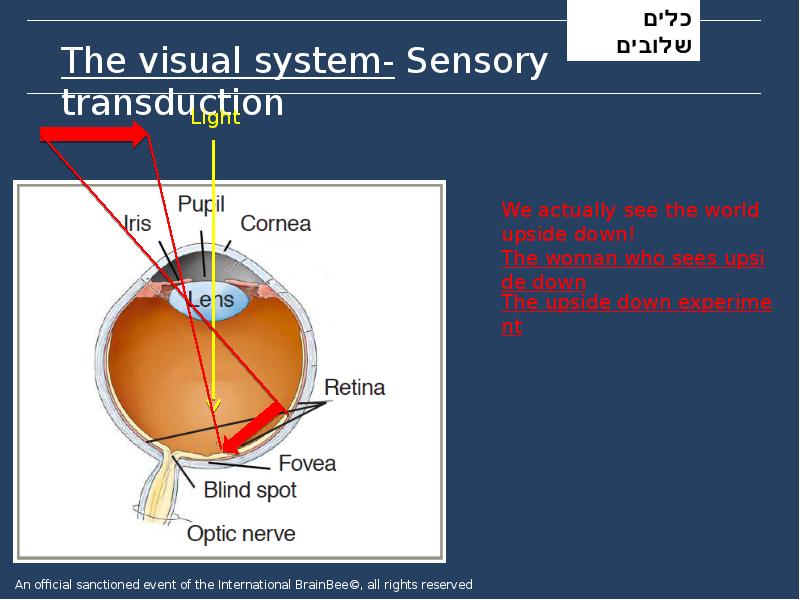 The visual system- Sensory transduction The visual system- Sensory transduction