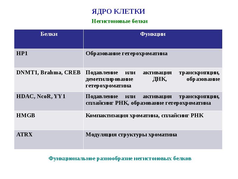 Белок ядра. Одноядерные клетки. Многоядерные клетки. Негистоновые белки презентация. Функции негистоновых белков.