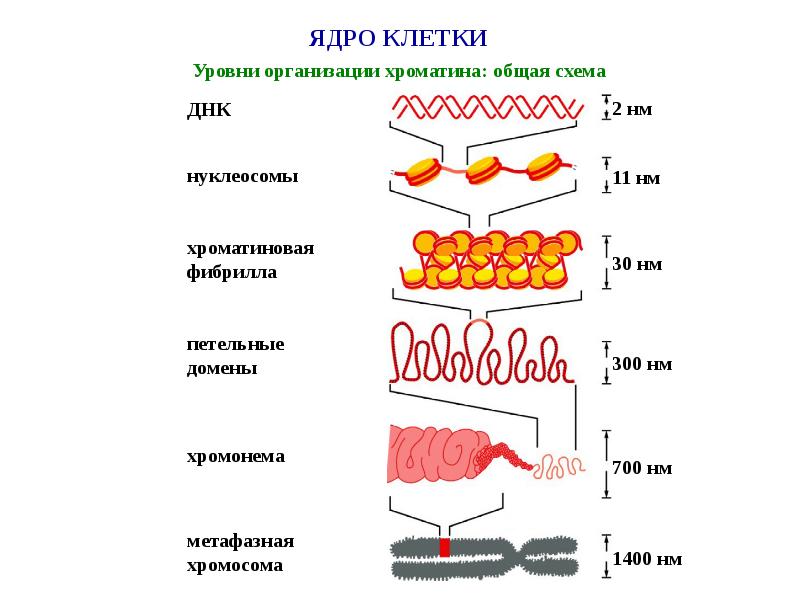 Стадии спирализации хромосом. . Структурная организация хроматина. Уровни компактизации ДНК.. Уровни структурной организации хроматина. Уровни организации интерфазного хроматина. Схема компактизации наследственного материала клетки.