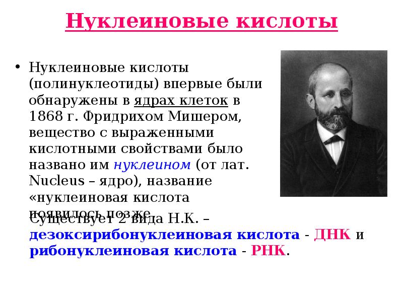 Нуклеиновые кислоты 10 класс биология. Нуклеиновые кислоты. Нуклеиновые кислоты впервые были открыты:. Нуклеиновые кислоты обнаружил. Кем впервые были обнаружены нуклеиновые кислоты.