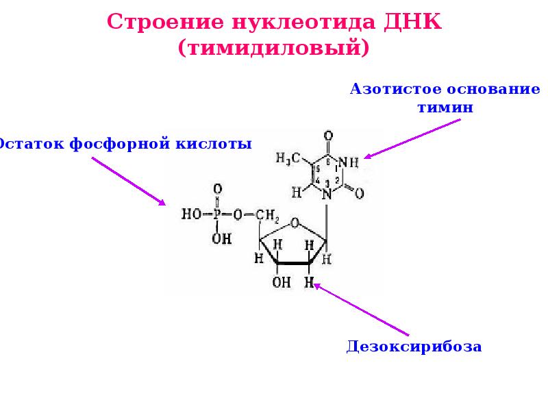 Дезоксирибоза в днк. Строение нуклеотида ДНК. Нуклеотида дезоксирибонуклеиновой кислоты формула. Тимидиловая кислота формула. Строение тимидилового нуклеотида.