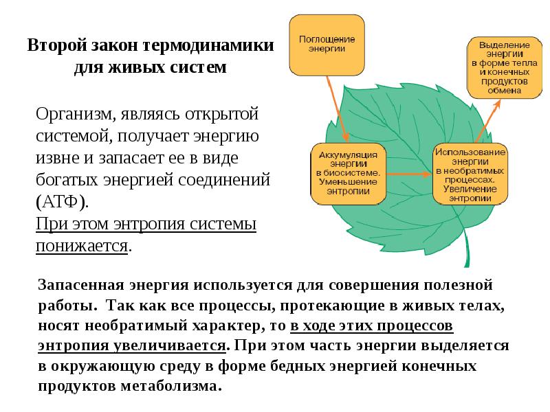 Закон 1 4. 1 Закон термодинамики в биологических системах. Второй закон термодинамики для живых систем. 2 Закон термодинамики для биологических систем. Принципы термодинамики в биологических системах.