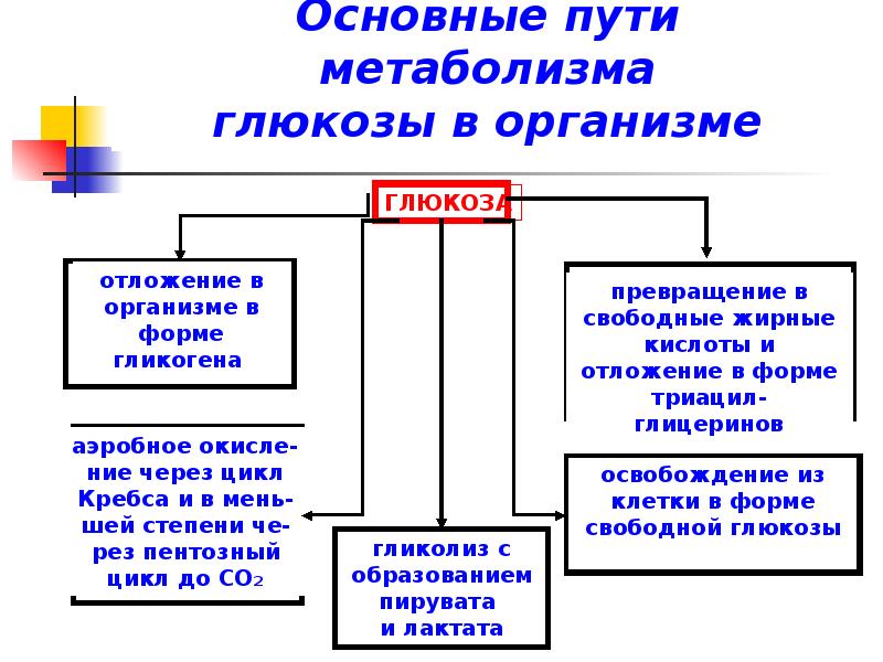 Общая схема энергетического обмена глюкозы