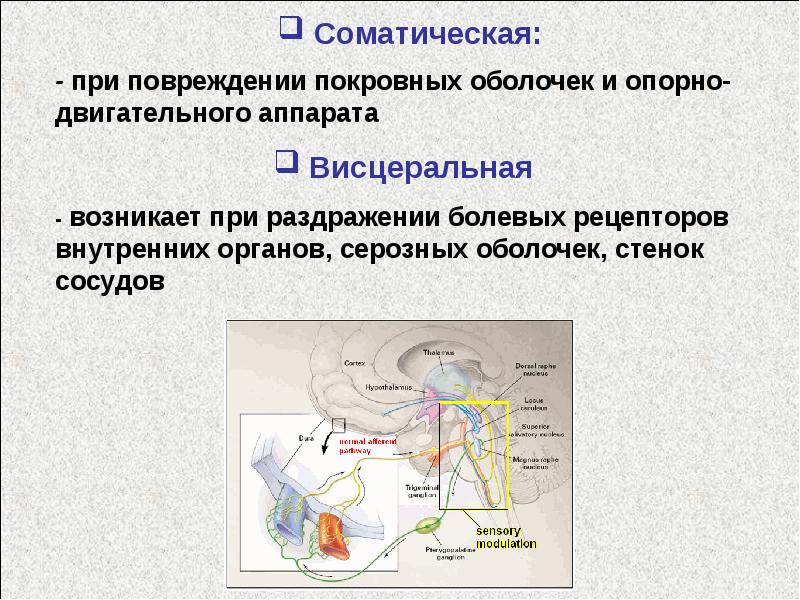 Ноцицептивная сенсорная система презентация