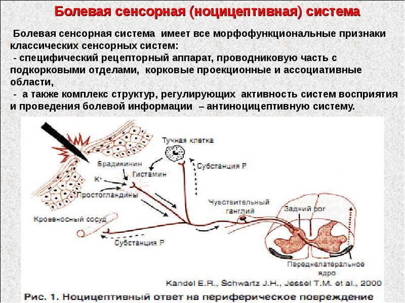 Функции болевых рецепторов