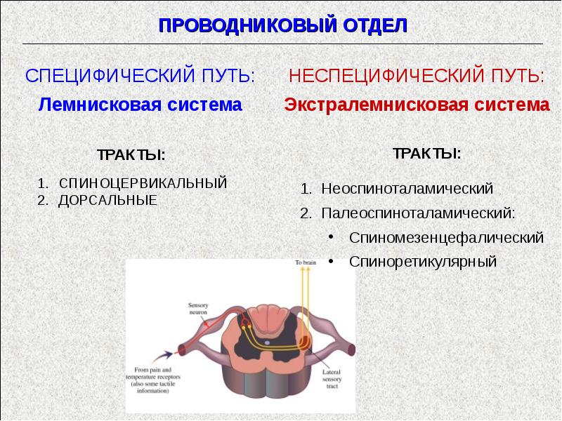 Специфическая система. Специфические и неспецифические пути сенсорных систем. Проводниковый отдел. Специфические и неспецифические пути передачи информации. Неспецифический путь проводникового отдела сенсорных систем.