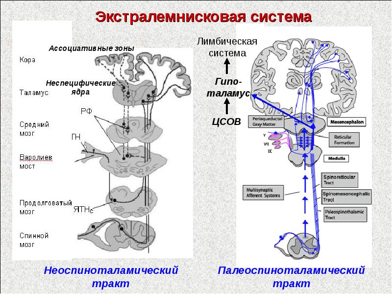 Неоспиноталамический путь схема