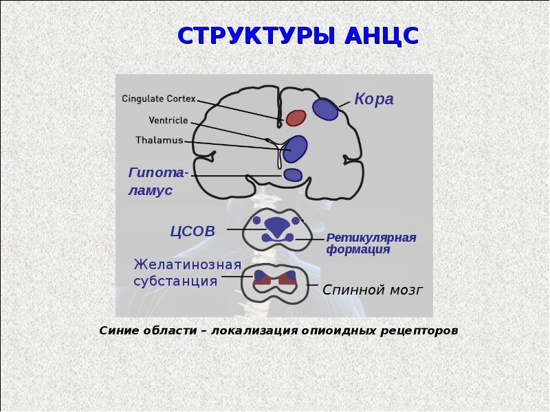 Ноцицептивная сенсорная система презентация