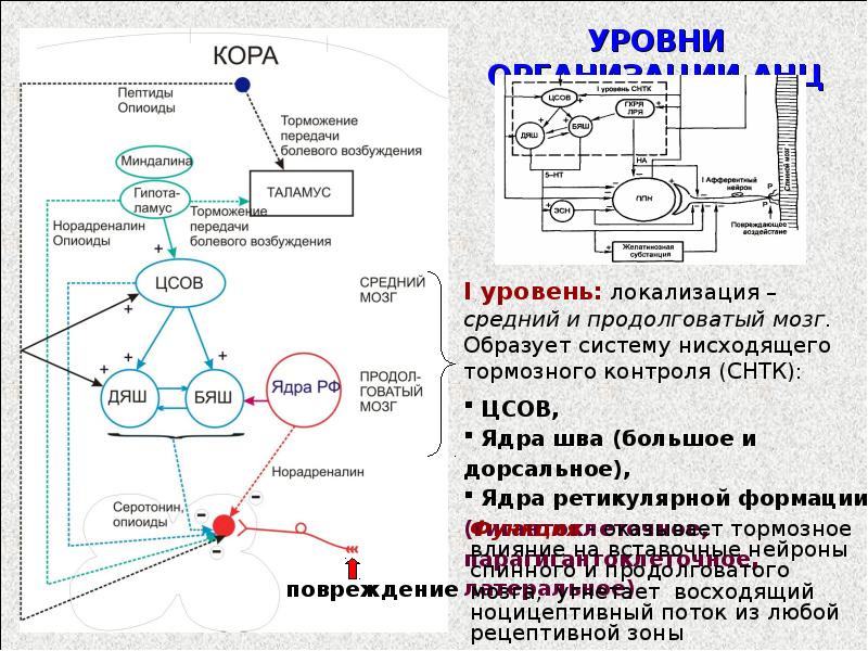 Ноцицептивная сенсорная система презентация