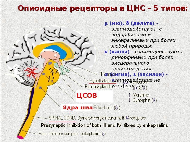 Где находятся рецепторы