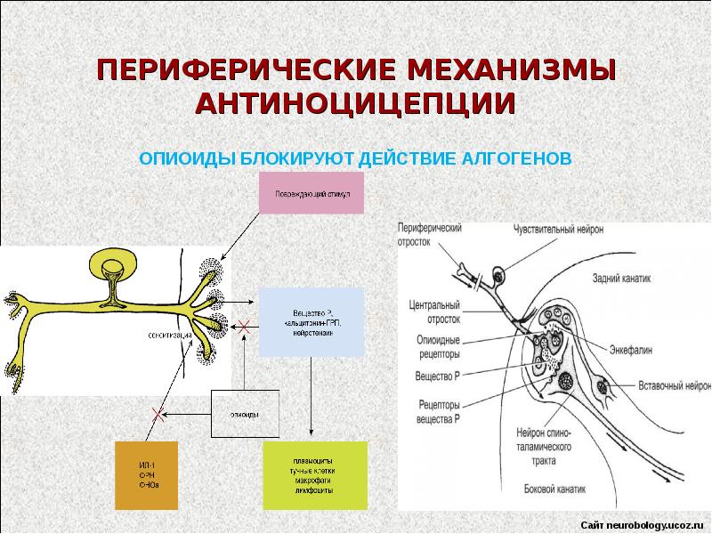 Температурная сенсорная система презентация