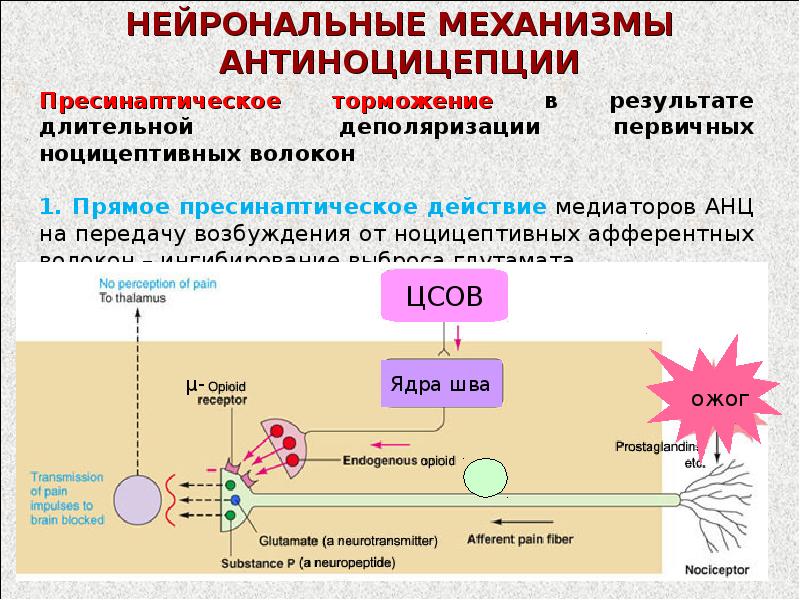 Ноцицептивная сенсорная система презентация