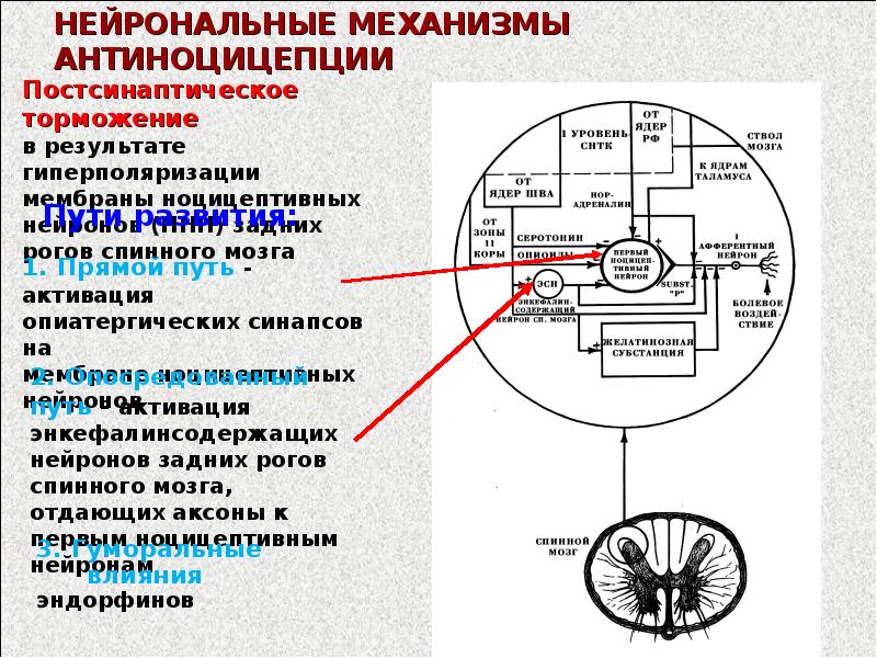 Ноцицептивная сенсорная система презентация