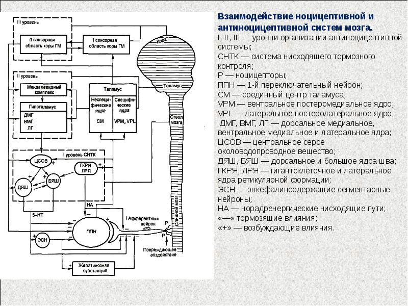 Схема строения сенсорной системы