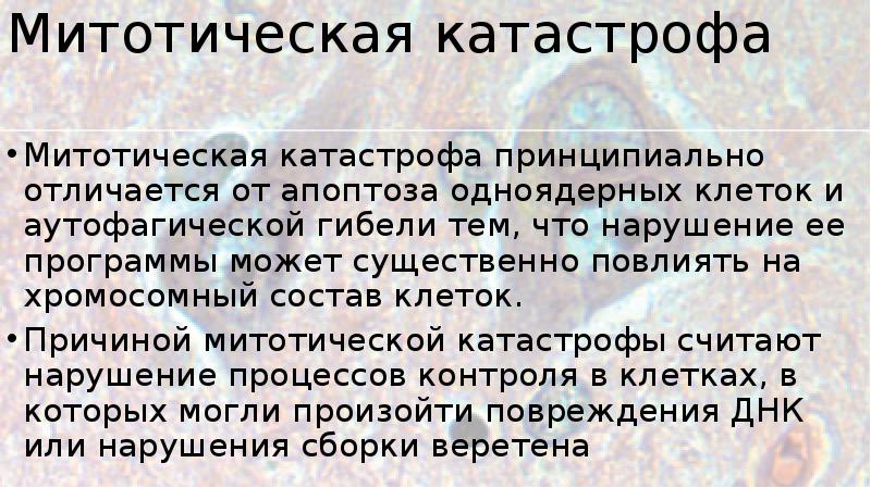 Митотическая активность опухоли что это