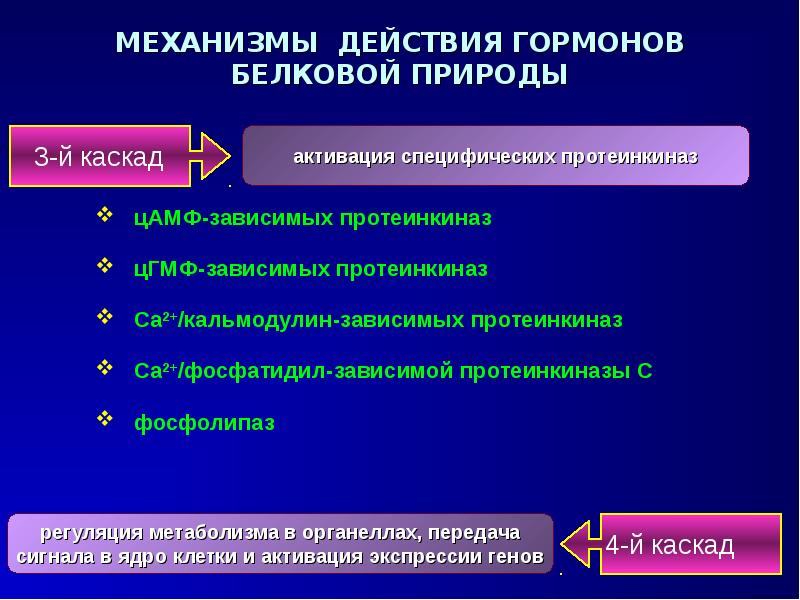 Механизм действия гормонов. Механизм действия гормонов белковой природы. Механизм действия белковых гормонов. Механизм действия гормонов белково-пептидной природы. Общие механизмы действия гормонов.