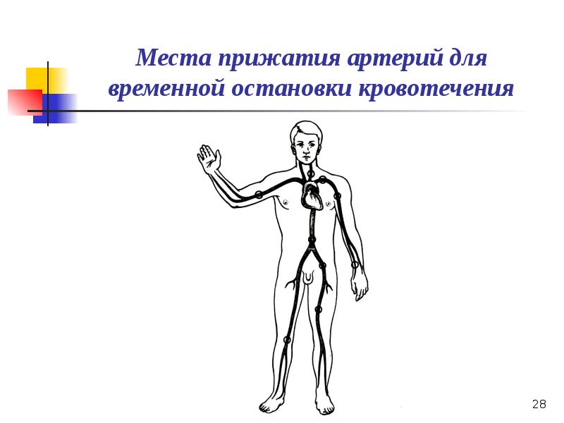 Презентация по кровотечению и гемостазу