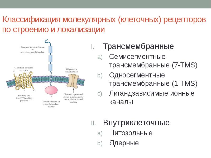 Рецепторы клетки. Классификация клеточных рецепторов по локализации. Классификация клеточных рецепторов по механизмам трансдукции. Классификация рецепторов по локализации в клетке.. Строение 7-TMS рецепторов.