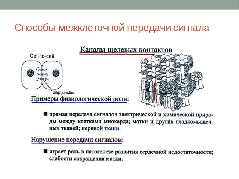 Схема межклеточной кооперации