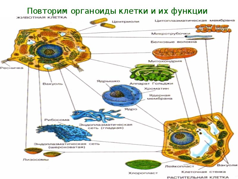 Органоиды клетки и их функции таблица 10 класс с рисунками