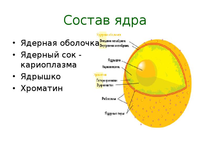 Как обозначаются ядра в процессоре