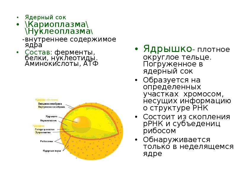 Ядро строение и функции. Ядро клетки кариоплазма схема. Ядерный сок строение и функции. Нуклеоплазма строение. Ядерный сок кариоплазма функции.