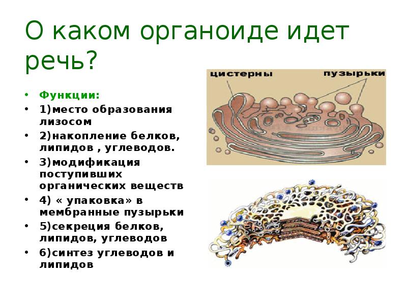 Функциями органоида обозначенного на рисунке вопросительным. Модификация белков органоид клетки какой. Синтез липидов органоид. Синтез углеводов и липидов какой органоид. Какой органоид осуществляет Синтез липидов.