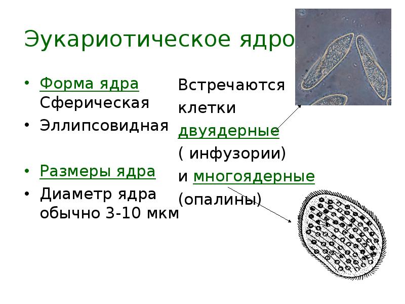 Объем клетки. Размер ядра клетки. Формы клеточных ядер. Форма ядра эукариотической клетки. Форма ядер в различных клетках.