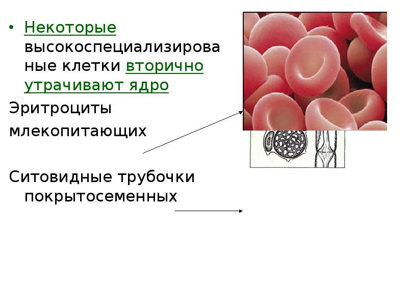 Что значит вторично. Пример клеток вторично утративших ядро. Эритроциты млекопитающих. Функция эритроцитов у млекопитающих. Клетки вторично утратившие ядро.