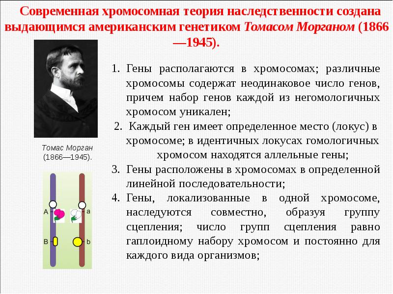 Презентация хромосомная теория наследственности закон моргана 10 класс