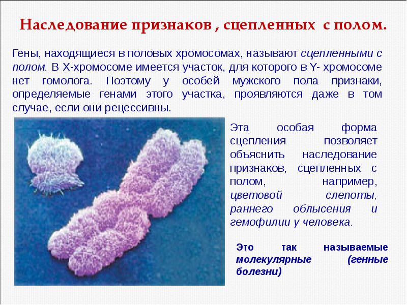 Наследование признаков сцепленных с полом. Наследование признаков гены которых расположены в. Сцепленное с половыми хромосомами. Гены находящиеся в половых хромосомах. Сцепленными называют гены.