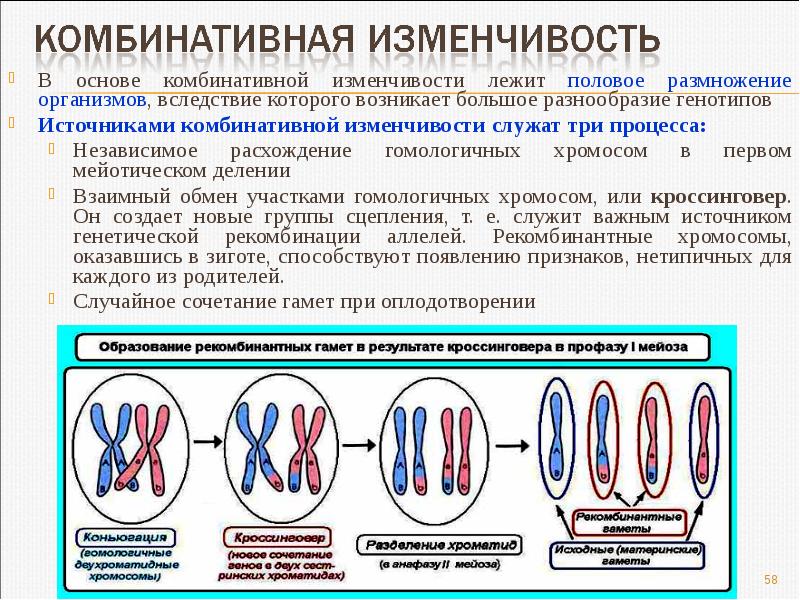 Биологический смысл кроссинговера. Комбинативная изменчивость причины в биологии. Комбинативная изменчивость кроссинговер. Комбинативна яизменчивсть. Процессы комбинативной изменчивости.