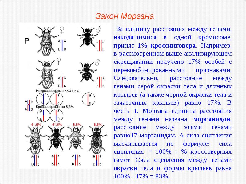 Изменчивость презентация пименов