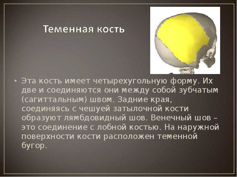 Чешуя лобной кости. Теменная кость относится к. Края теменной кости. Теменная кость соединяется. Теменные кости черепа соединяются.