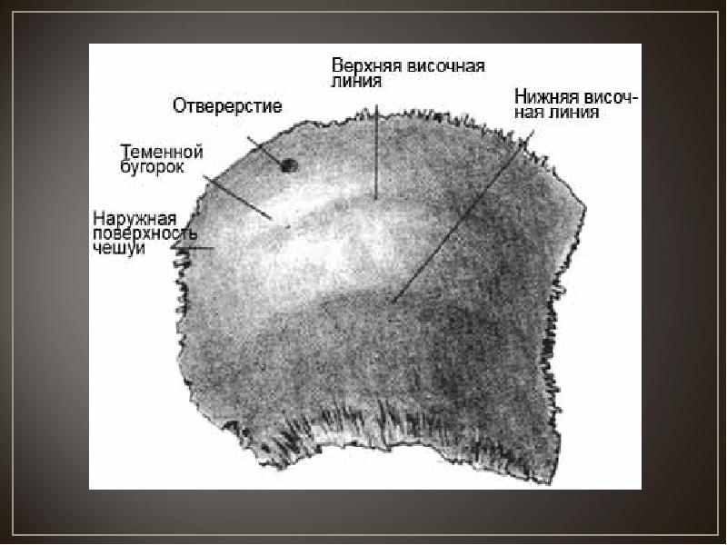 Слои свода черепа схема