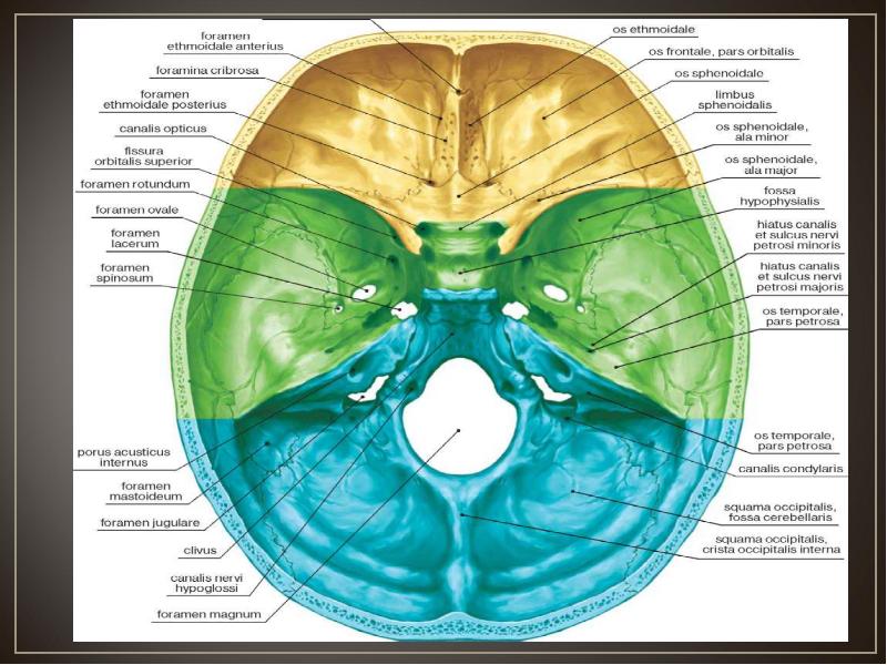Где основание черепа человека фото