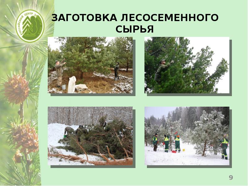 Переработка лесосеменного сырья. Лесосеменные плантации. Технологическая схема извлечения семян из шишек хвойных пород. Лесное семеноводство машина для обескрыливания семян. Способы сбора лесосеменного сырья влсу.