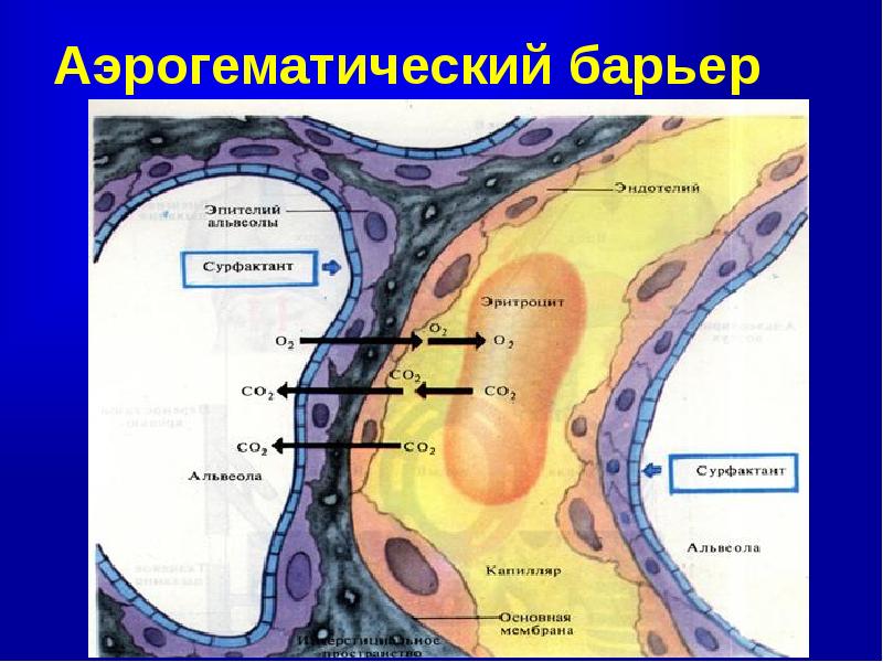 Аэрогематический барьер презентация