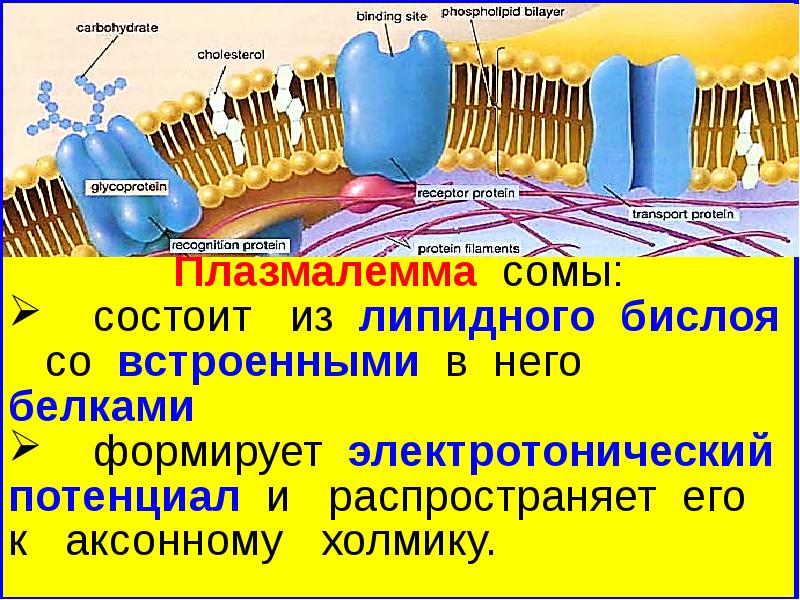 Биохимия нервной ткани презентация