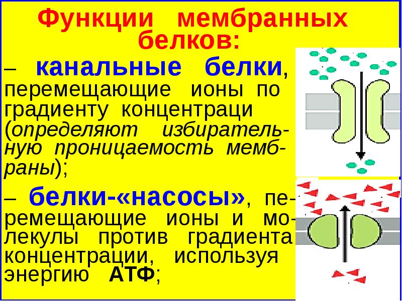 Белки каналы. Белковый насос это. Роль мембранных белков насосы. Белки насосы. Мембранные белки насосы это.