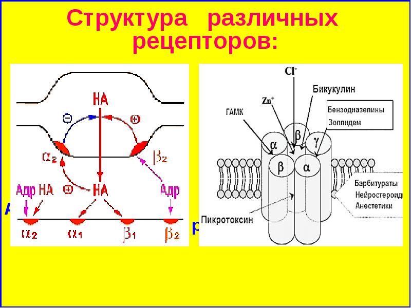 Механизм действия гамк схема