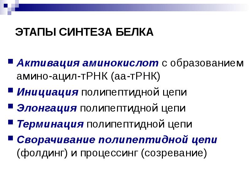 Этапы белков. Этапы синтеза белка. Стадии синтеза белка. Стадия активации аминокислот в биосинтезе белка. Ступени синтеза белка.