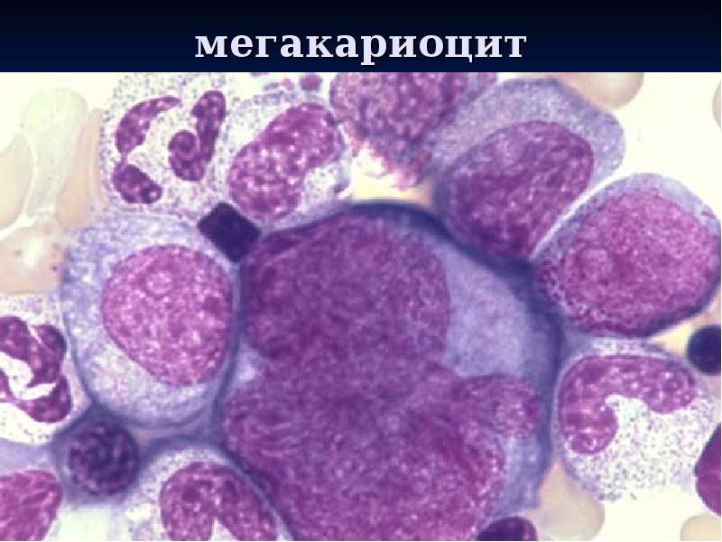 мегакариоцит