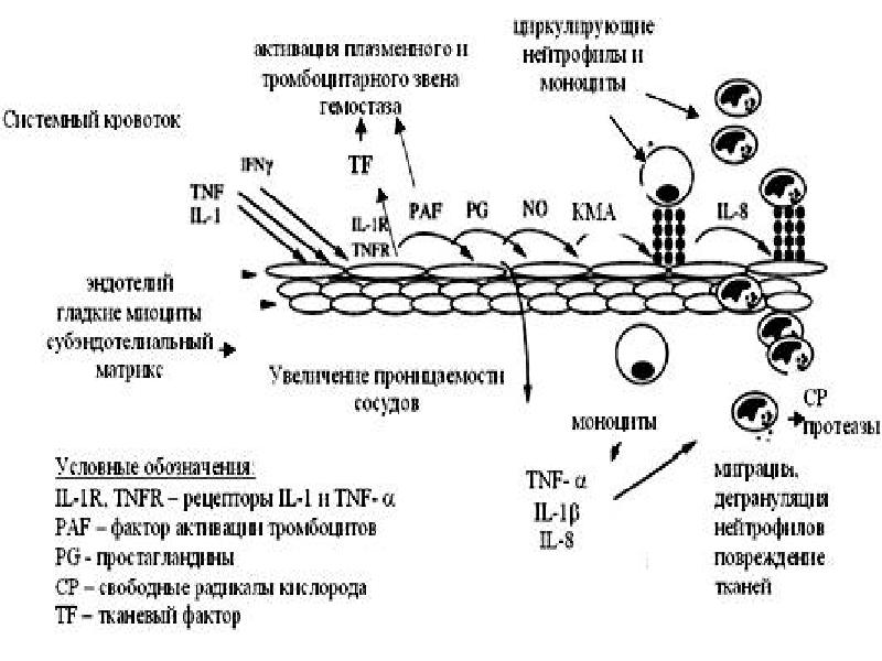 Схемы воспалительную реакцию тканей на внедрение микробов