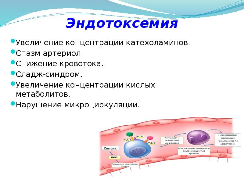 Увеличили содержание. Синдром эндотоксемии. Презентация эндотоксемия. Стадии эндотоксемии. Метаболическая эндотоксемия.