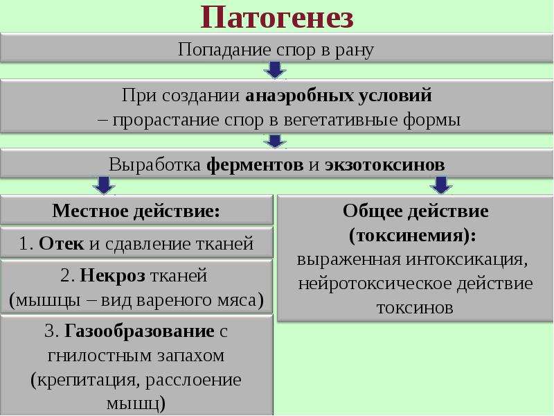 Раневые инфекции микробиология презентация